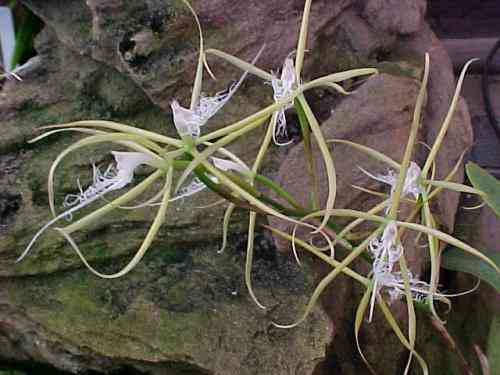 Epidendrum ciliare